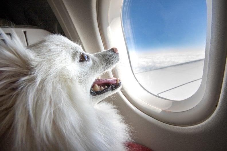  A dog travelling on a plane to the USA as his owner is relocating there for work