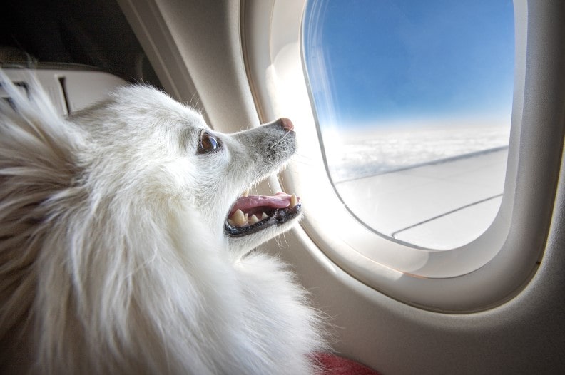 A dog travelling on a plane to the USA as his owner is relocating there for work
