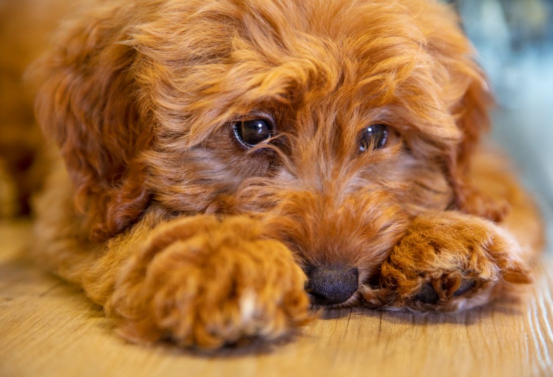 An anxious Golden Poodle being made to feel comfortable about moving abroad.